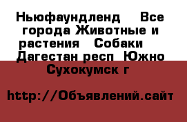 Ньюфаундленд  - Все города Животные и растения » Собаки   . Дагестан респ.,Южно-Сухокумск г.